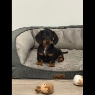 Dachshund (Smooth Haired)