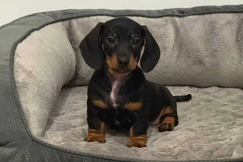 Dachshund (Smooth Haired)