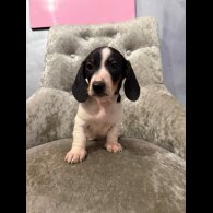 Dachshund (Smooth Haired)