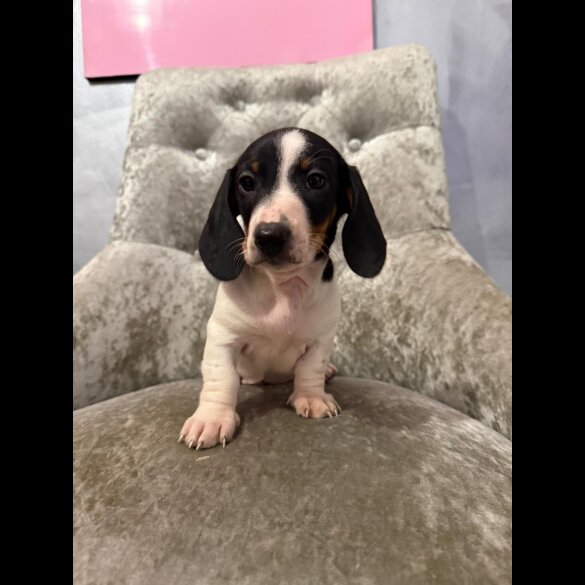 Dachshund (Smooth Haired)