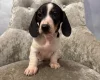 Dachshund (Smooth Haired)