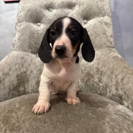 Dachshund (Smooth Haired)