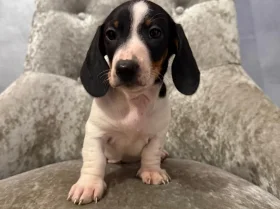 Dachshund (Smooth Haired)