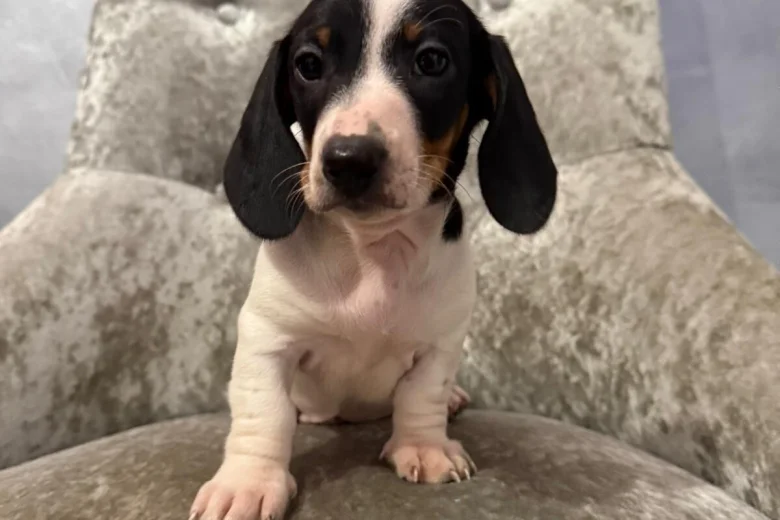 Dachshund (Smooth Haired)