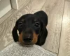 Dachshund (Smooth Haired)