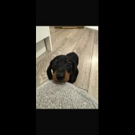 Dachshund (Smooth Haired)