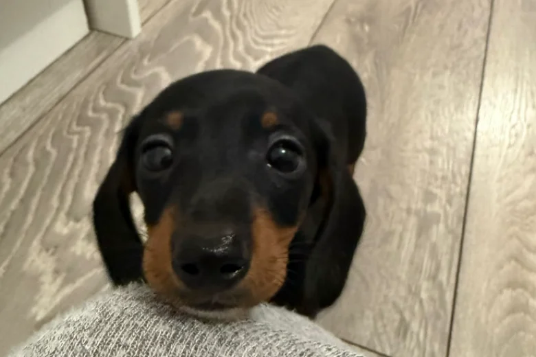 Dachshund (Smooth Haired)