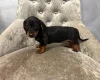 Dachshund (Smooth Haired)