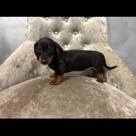 Dachshund (Smooth Haired)