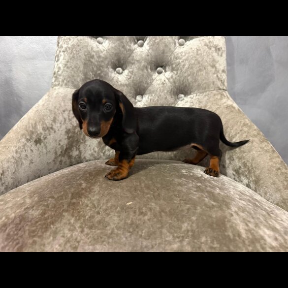 Dachshund (Smooth Haired)