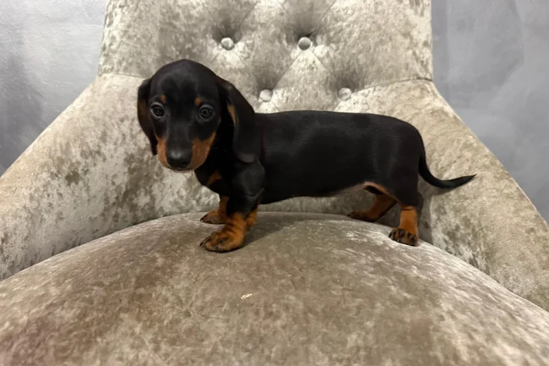Dachshund (Smooth Haired)