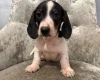 Dachshund (Smooth Haired)