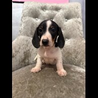 Dachshund (Smooth Haired)