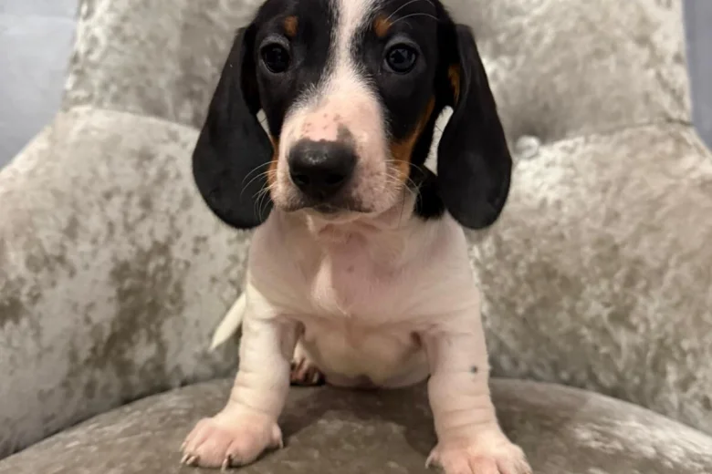 Dachshund (Smooth Haired)