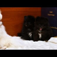 Pomeranian