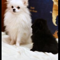 Pomeranian