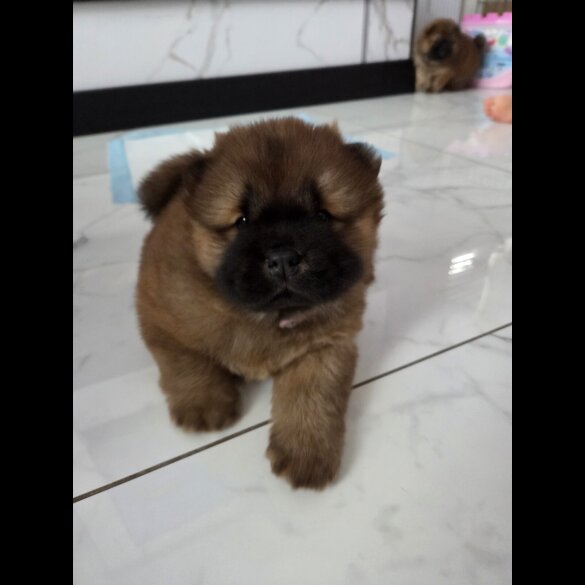 Chow Chow
