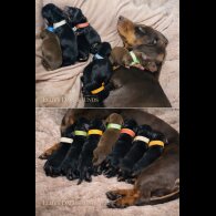 Dachshund (Miniature Smooth Haired)