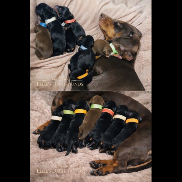 Dachshund (Miniature Smooth Haired)