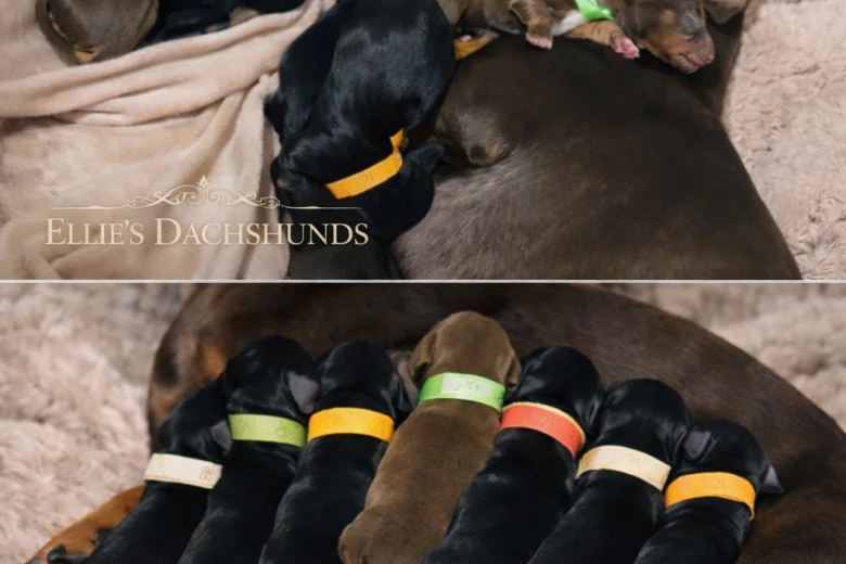 Dachshund (Miniature Smooth Haired)