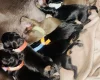 Dachshund (Miniature Smooth Haired)