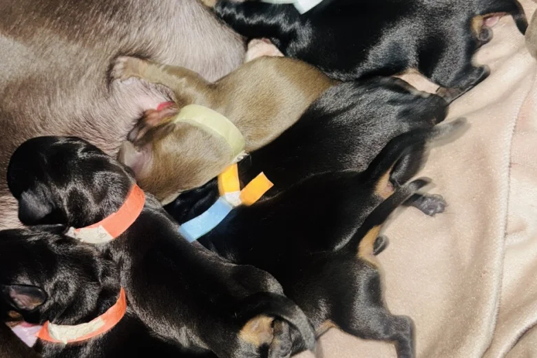 Dachshund (Miniature Smooth Haired)