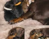Dachshund (Miniature Smooth Haired)