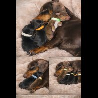 Dachshund (Miniature Smooth Haired)