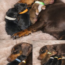 Dachshund (Miniature Smooth Haired)