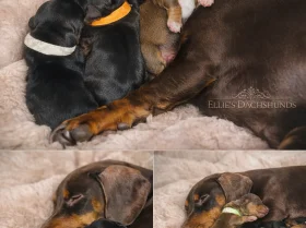 Dachshund (Miniature Smooth Haired)