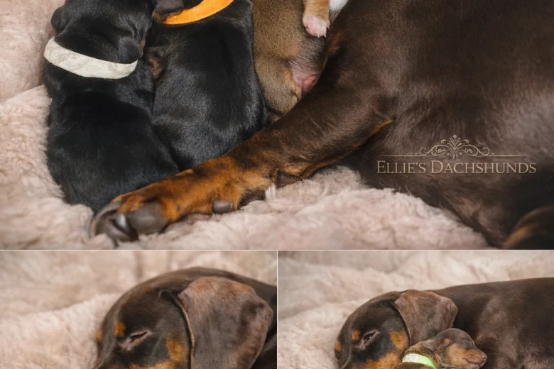 Dachshund (Miniature Smooth Haired)