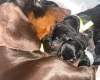 Dachshund (Miniature Smooth Haired)