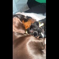 Dachshund (Miniature Smooth Haired)