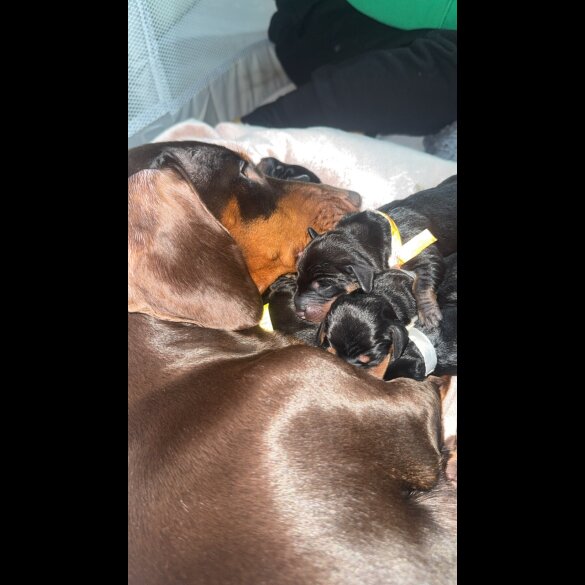 Dachshund (Miniature Smooth Haired)