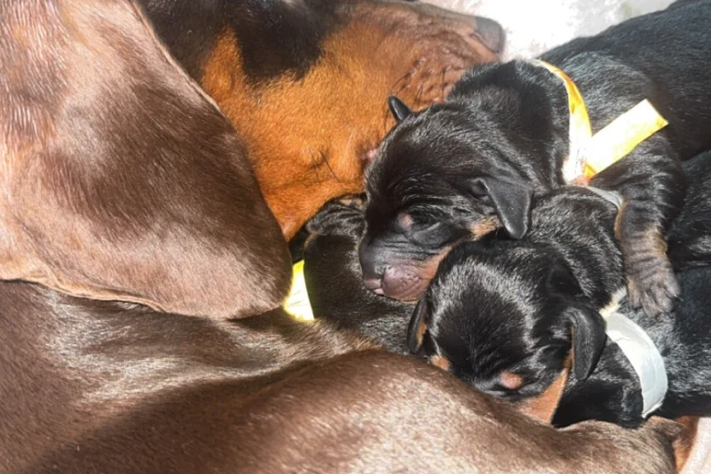 Dachshund (Miniature Smooth Haired)