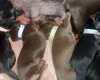Dachshund (Miniature Smooth Haired)