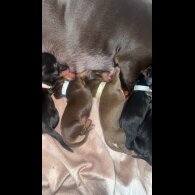 Dachshund (Miniature Smooth Haired)