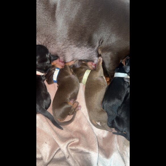 Dachshund (Miniature Smooth Haired)