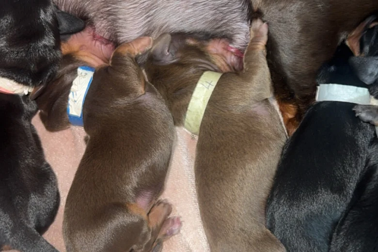 Dachshund (Miniature Smooth Haired)