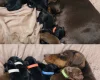 Dachshund (Miniature Smooth Haired)