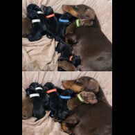 Dachshund (Miniature Smooth Haired)