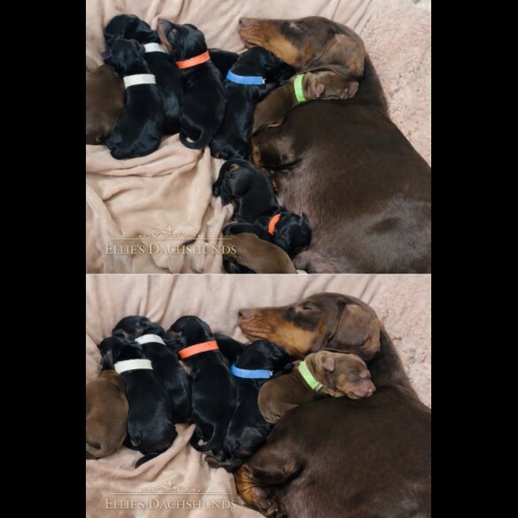 Dachshund (Miniature Smooth Haired)