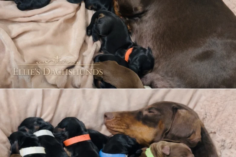 Dachshund (Miniature Smooth Haired)