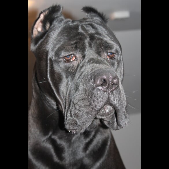 Cane Corso
