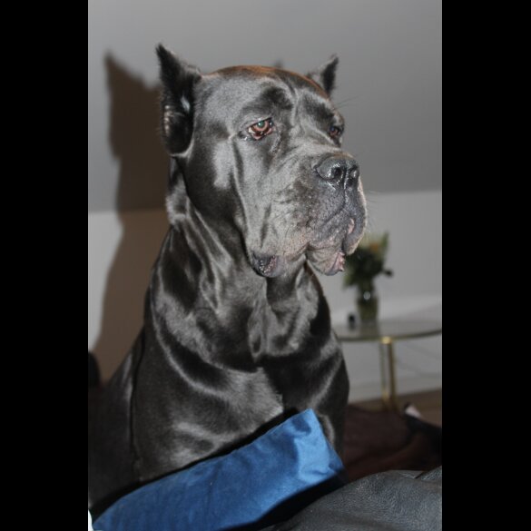 Cane Corso