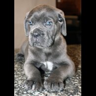 Cane Corso