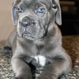Cane Corso