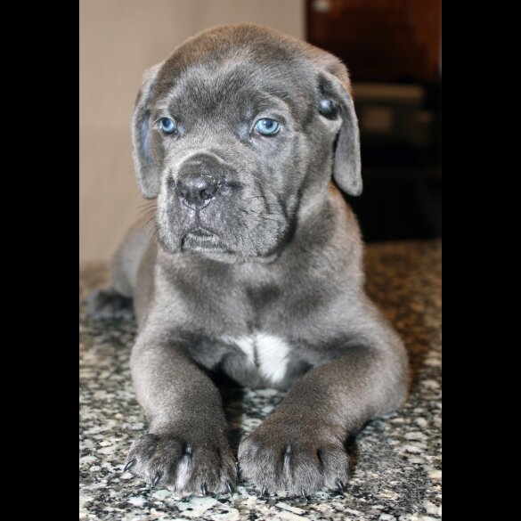 Cane Corso