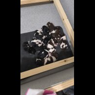 English Springer Spaniel