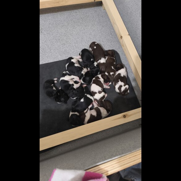 English Springer Spaniel